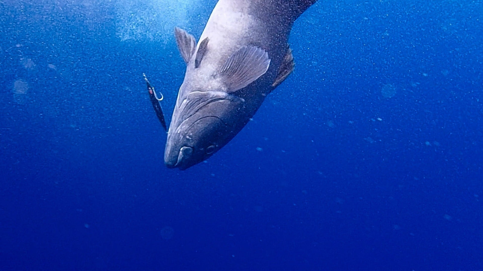 2月忠兵衛丸アブラボウズ遠征