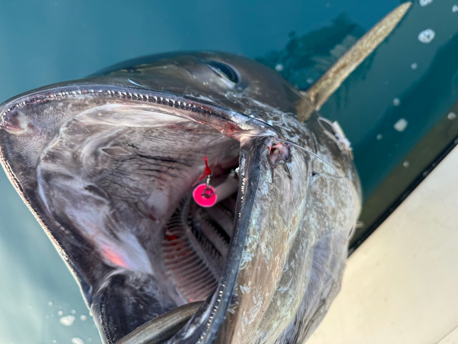 CATCH AND RELEASE