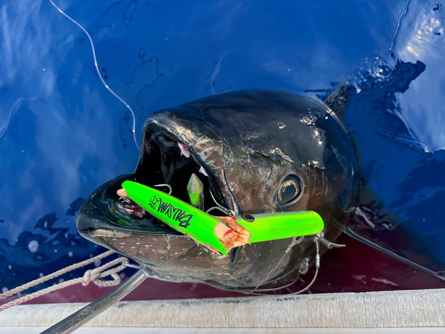 TUNA LIKES POPPER？