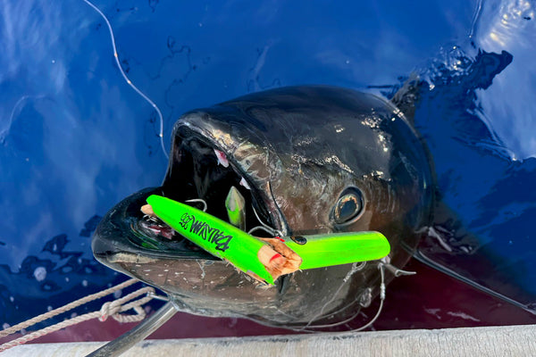 TUNA LIKES POPPER？